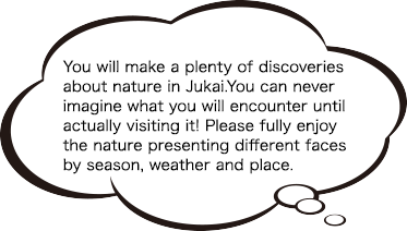 You will make a plenty of discoveries about nature in Jukai.You can never imagine what you will encounter until actually visiting it!Please fully enjoy the nature presenting different faces by season, weather and place.