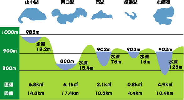 図：富士五湖の形と標高、水深、面積、周囲