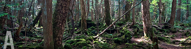 富岳風穴・鳴沢氷穴と青木ヶ原樹海散策コース