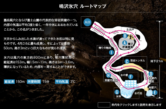 鳴沢氷穴 ルートマップ　富岳風穴とならび富士山麓の代表的な溶岩洞窟の一つ。内部の気温は平均3度と低く、一年中氷におおわれていることから、この名がつきました。 天井からしみ出した水滴が凍ってできた氷柱は特に見ものです。4月ごろに最も成長し、年によっては直径50cm、高さ3mという巨大なものが見られます。氷穴は風穴の東方約800mにあり、竪穴環状形で総延長は153m。幅1.5m～11m、高さは1m～3.6m。環状になっているため、内部を一周することができます。　総延長150m　所要時間6～7分　平均気温3℃