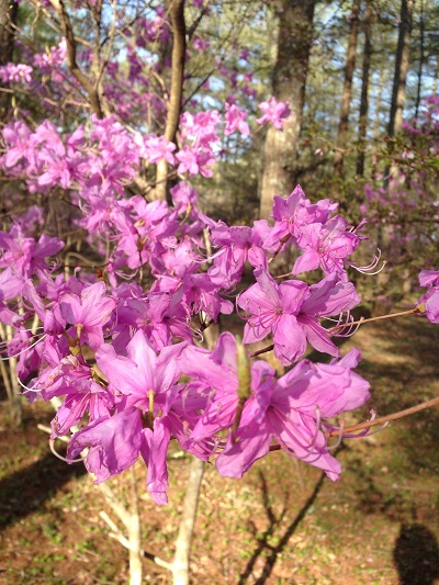 ミツバツツジ | 富士山の洞窟 天然記念物 富岳風穴・鳴沢氷穴 | 富士山
