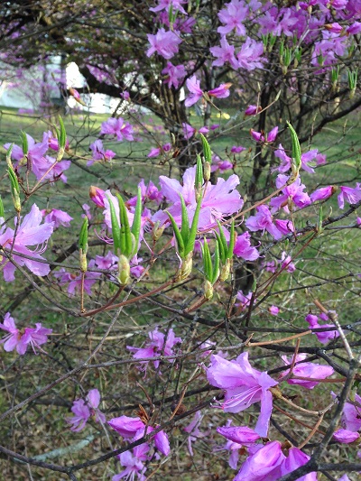 ミツバツツジ | 富士山の洞窟 天然記念物 富岳風穴・鳴沢氷穴 | 富士山