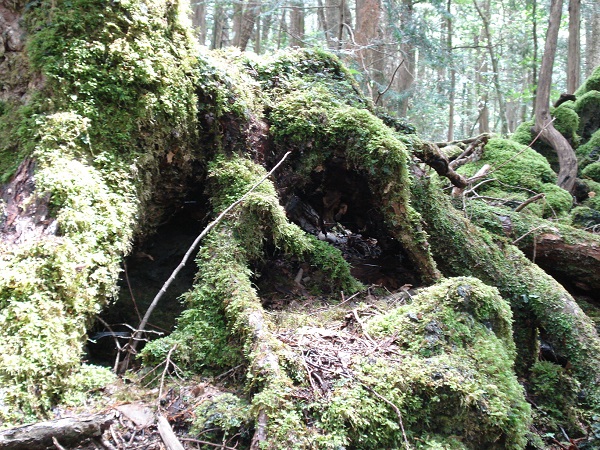 樹海撮影 こんなに違うものなのか 富士山の洞窟 天然記念物 富岳風穴 鳴沢氷穴 富士山 河口湖 洞窟 観光スポット